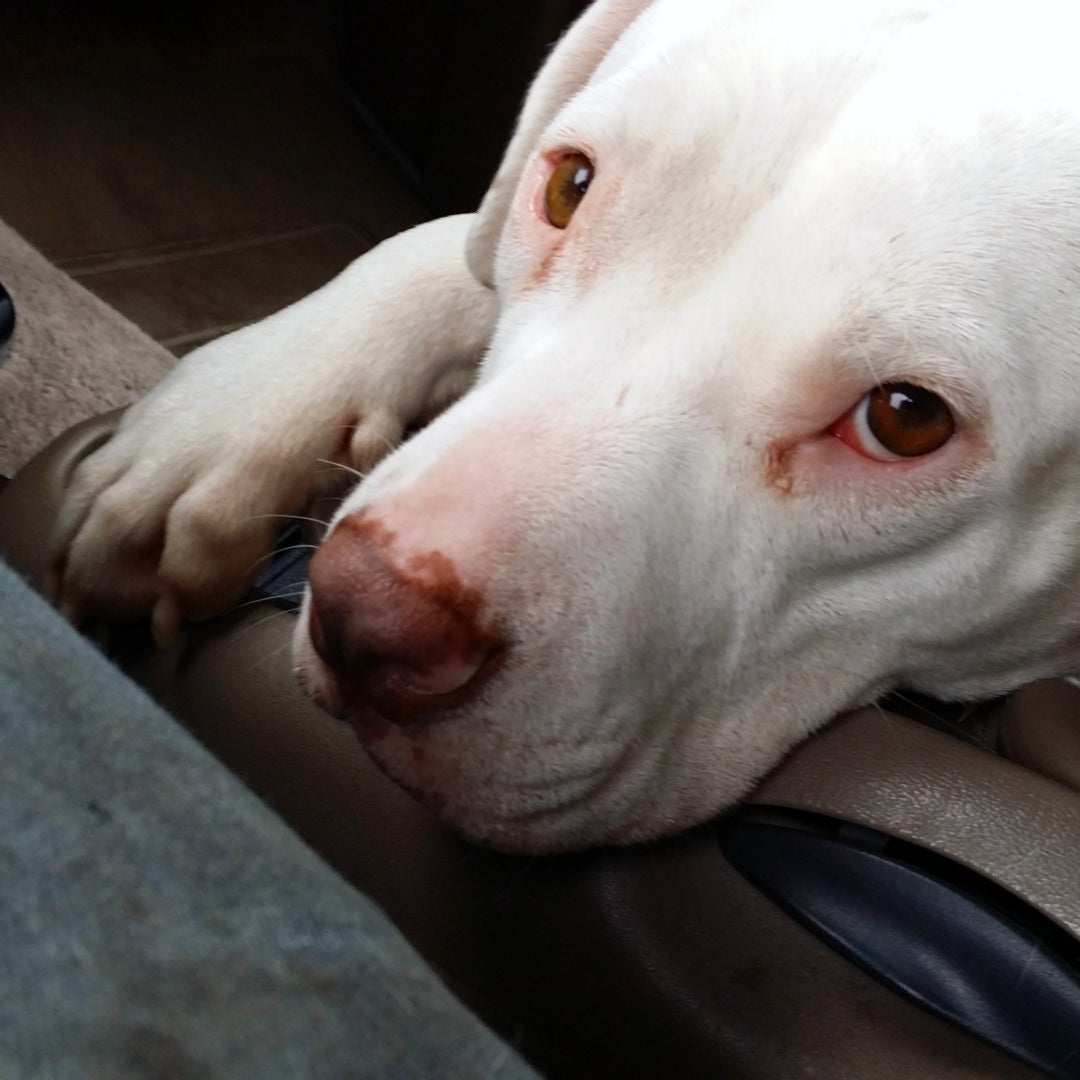 Saying Goodbye to Slick the Dog and the 10 Life Lessons She Taught Us